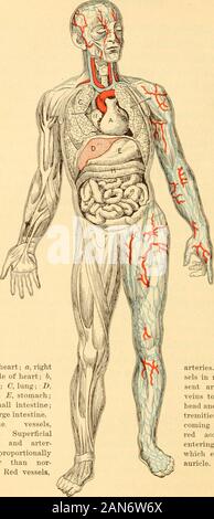 Anatomie, Physiologie und Hygiene für Schulen. re. Wir müssen seine Teile aufnehmen, ihre Positionen, ihre allgemeinen Beziehungen zu einander,,und ihre Funktionen. Wir müssen untersuchen, die allgemeinen Characterof die Arbeit, die die Körper durchzuführen hat, und die Energie-inselstatus Prozess, durch den seine Arbeit vollendet ist. Wemust Trace das Essen, der durch den Mund throughits Prozesse der Verdauung, Resorption, Zirkulation und as-similation, bis es in Fleisch, Knochen gebaut wird, orblood. Wir müssen die Verbrennung der Körper Kraftstoff Studie inits Zelle Öfen, mit der Produktion von Wärme und Energie dieses andhow Stockfoto