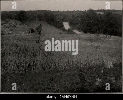 Bulletin. Abb. -. 1. Station 11. Bates Woods, Suchen^ Südost, showidg - reranaut der Berggebiete woodsand Stumpf-Feld mit ein paar verstreute Bäume, wo das Flachland Holz stand. Juni genommen, 1&lt; ich 14.. Abb. -. 2. Sialioti II. Fluss reyon nordöstlich von Hales Woods, und Kornfeld und Kartoffel patch (in foregiound), wo das Flachland Holz stand. September 1913 übernommen. Bulletin der Illinois State Labor der Naturgeschichte, Urbana, Illinois, USA, Stephen A. FORBES, Ph.D., LL.D. Direktor Vol. XI. Dezember, 1915 Artikel IV. Einige zusätzliche, Aufzeichnungen der CHIRONOMID^ für ILLINOISAND HINWEISE AUF ANDERE ILLINOIS D Stockfoto