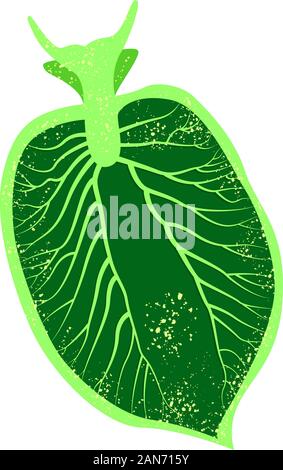 Elysia chlorotica. Östliche Smaragdelysia. Grüne Meeresschnecke, Meeresschnecke. Vektorgrafik Stock Vektor