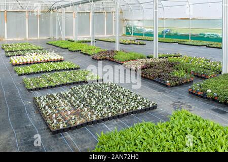 BUCKINGHAMSHIRE, Großbritannien - 14 September, 2019. Garten Pflanzen in einem kommerziellen Kinderzimmer Gewächshaus in Großbritannien wächst Stockfoto