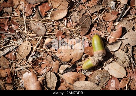 Eicheln auf dem Boden durch Blätter von Korkeichen umgeben Stockfoto