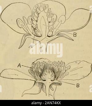 Beliebte Garten- und Obstbau; Eine illustrierte Zeitschrift für den Gartenbau in allen seinen Zweigen gewidmet. Aber whichhere ist ungeheuer entwickelt. Vorsichtig eine Erdbeere undfür Beispiel eine Himbeere Blume, throughcrosswise der Zentren, wie dargestellt ist die Gravur donein, und diese Angelegenheit verstanden bebetter. In beiden Abbildungen - Dieoberen die Erdbeere - die lettersAA zeigen die Eierstöcke der Blumen, in anderen "Ords. Die unentwickelte Obst, andBB die Gefäße, die die Frucht unterstützen. Es ist auf einmal gesehen, dass dieses Teil in der Rasp-Berry, wie im Fall der Allgemeinheit Stockfoto