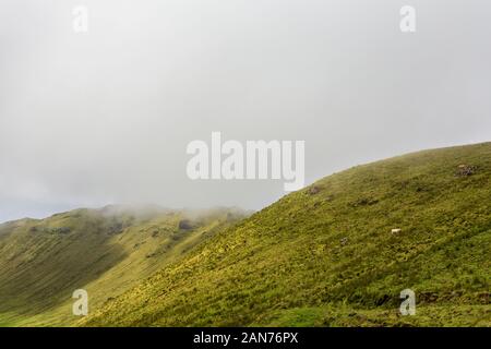 Nebel hängt tief über eine weidende Kuh auf dem Rand der Caldera auf der Insel Corvo auf den Azoren, Portugal. Stockfoto