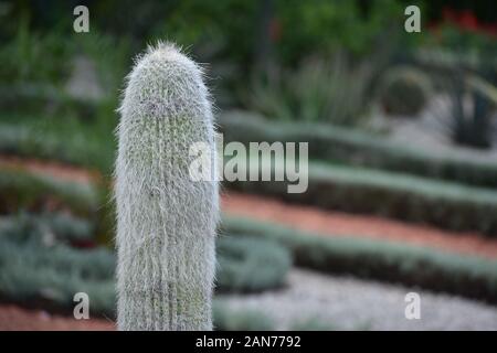 Cephalocereus senilis Alter Mann Cactus closeup in Haifa, Israel Stockfoto