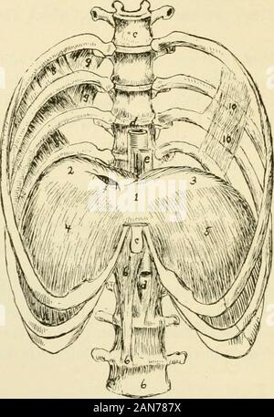 Physiologie und Biochemie in der modernen Medizin. Muskeln der Rippen, und damit den Ausbau des Thorax zu begrenzen. Die Achse des unteren Rippen, als der oberen Rippen, accuratelycorresponds mit, die durch ihre Verknüpfung mit den Wirbeln angegeben, weil die Muskeln, sowie die Membran, influencetheir Bewegungen zu einem großen Teil. Vorher die unteren Rippen aus dem 318 der Atmung sechsten bis zehnten an das Brustbein durch den Knorpel, die unitethe sechsten, siebten, achten, neunten und zehnten, so dass jede Bewegung inwhich die Rippen angehoben werden begleitet verbunden ist Stockfoto