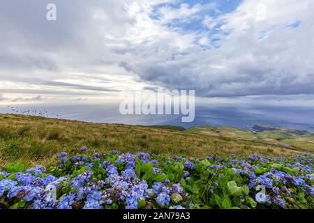 Hortensien und Vögel zusammen Weiden und die Küste auf der Insel Flores der Azoren, Portugal. Stockfoto