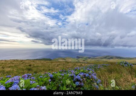 Wunderschöne Hortensienblüten entlang der Küstenlinie in Flores, Portugal. Stockfoto