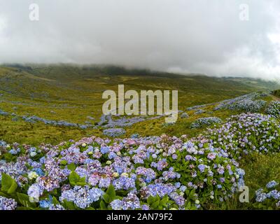 Eine hortensie Wand an den Hängen des Caldeira Branca in Flores, Portugal. Stockfoto