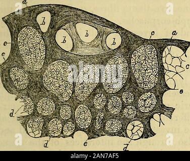 Carpenter's Prinzipien der menschlichen Physiologie. Normalerweise cepting in der Nähe des Zentrums. Die Septa thusformed in Mann und vielen anderen Tieren enthalten, vor allem aber in den Eumi Normlichtarten, zahlreiche muskulös LWL-Zellen, d d, Abb. 87. Die alveolen sind mostdistinct nahe an der Oberfläche der Drüse, c c, Abb. 85; in der Mitte, in * Siehe Dr. T.A. Carter, Journal der Anatomie und Physiologie, 1870, Bd. IV, S. 97. t Die Details der Struktur der Lymphknoten haben die meisten mühsam wurden Investoren untersucht und hervorragend durch Seine (Untersuch. iiber den Bau der Peyerschen Driisen, Leipzig, 1862), (Kolliker beschrieben. Stockfoto