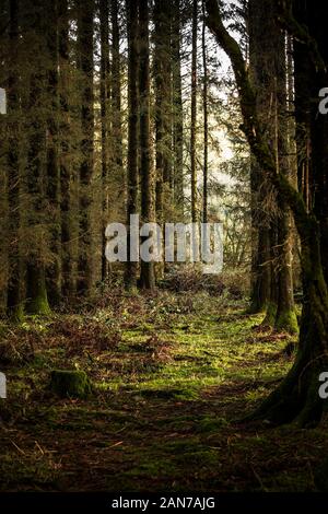 Reihen von Nadelholz Sitka Fichte Picea sitchensis Bäume in Davidstow Woods in Cornwall. Stockfoto