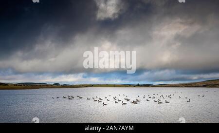 Panoramablick Schwarm Kanadagänse Branta canadensis auf einem windgepeitschten Colliford See am Bodmin Moor in Cornwall. Stockfoto