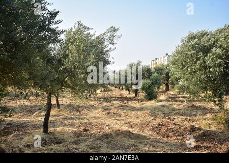 Feld von Olivenbäumen in Bethlehem im Westjordanland im Sommer Stockfoto