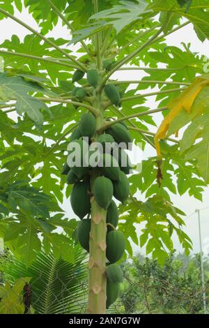 Green Papaya Früchte am Baum. Low Angle View. Stockfoto