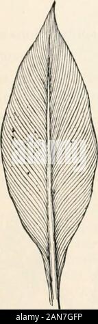 Studenten Handbuch zu Pflanzen und ihren Verwendungen begleiten. 8 t70 Einführung in die Botanik Blätter mit den Venen etwas parallel zueinander laufen. Manchmal, wie im Canna (Abb. 50), die Venen sowohl waysfrom eine Mittelrippe, aber öfter, wie in Kom und die anderen Gräsern, die Adern laufen von der Basis bis zur Spitze des Blattes. Diese lattersystem der Vene ing ist am häufigsten in Langen, narrowleaves gefunden. Die meisten Dicotyledons haben Net-Geäderte Blätter. Diesesind von zwei Arten: Diejenigen, die wie das Blatt der Willow, Eiche, und. Abb. 50. Parallel-Geäderte Blätter, Canna, Venen, die von der Mittelrippe an Marge Stockfoto