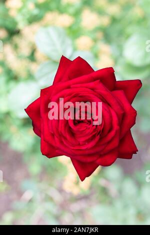 Rote Rose. Tief konzentrieren. Tolle rote Rose auf blur Garten Hintergrund. Stockfoto