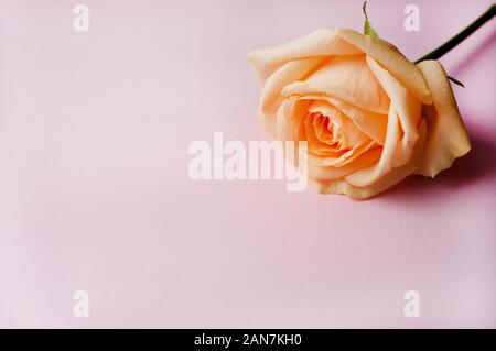 Eine orange Rose und roten Herzen auf einem rosa Hintergrund. Valentinstag Stockfoto