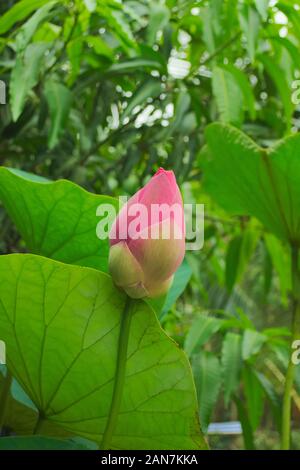 Vivid pink Seerose Bud Stockfoto