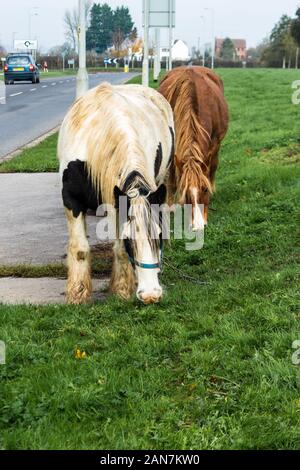 Ein paar Irish Cob/Gypsy Vanner Pferde grasen neben einer Straße Stockfoto