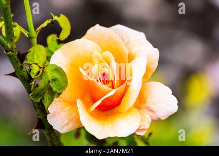 Eine orangy peachy farbige Rose blüht Neben Blätter und Stengel Stockfoto