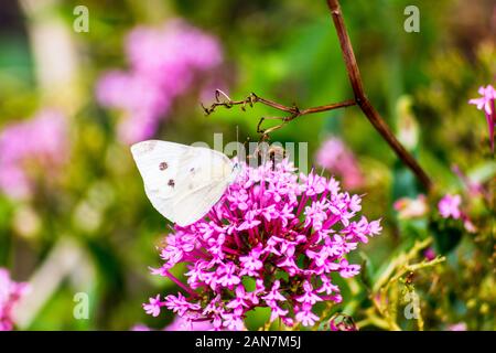 Ein kleiner weißer Schmetterling Pieris rapae, der sich von den rosafarbenen Blumen einer roten valerianischen Centranthusrüberpflanze ernährt Stockfoto