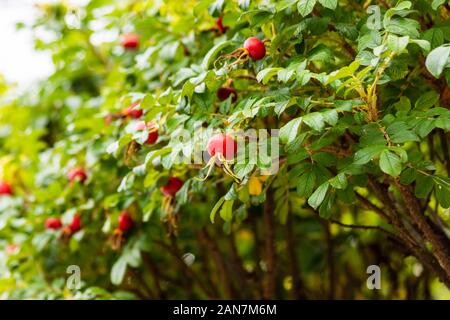 Die Absicherung eines Rosa rugosa (rugosa Rose, Rose, Japanische Rose, Ramanas rose, oder letchberry) im Herbst mit markanten roten Hagebutten Stockfoto