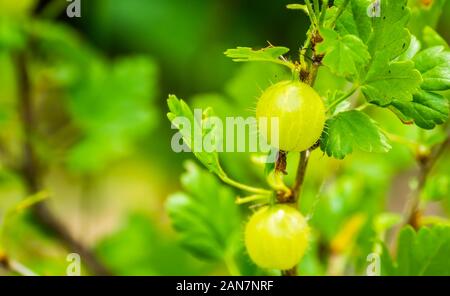 Stachelbeeren auf einem Stachelbeere Anlage in Nahaufnahme, beliebte fruchtenden Pflanze Holzarten aus Europa und Afrika Stockfoto