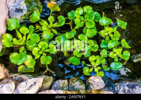 Gemeinsame Wasserhyazinthe Pflanzen in einen Teich, beliebte tropische Wasserpflanzen specie aus Amerika Stockfoto