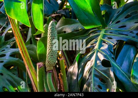 Nahaufnahme einer Fruchtenden schweizer Käse Werk, beliebte tropische Pflanze specie aus Amerika mit essbaren Früchten Stockfoto