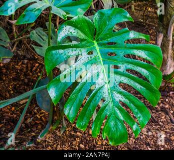 Nahaufnahme des Blattes eines Schweizer Käse Werk, beliebte tropische Pflanze specie aus Amerika Stockfoto