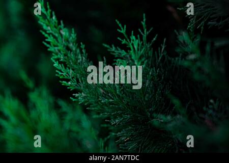 Grüne Kulisse. Strauch von Juniper bei der selektiven Fokus auf einem unscharfen Hintergrund von immergrünen Pflanzen im Sommer. Stockfoto