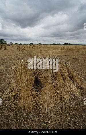 Traditionelle Ernte Weizen stoop Stockfoto