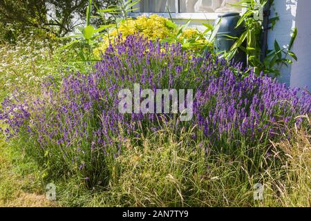 Unkoeptische gemischte krautartige Grenze mit altem Lavendel und invasiven Ziergräsern in der Mitte des Sommers, die zur Räumung und Wiederbepflanzung in der A bestimmt sind Stockfoto