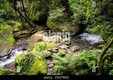 ENdumeni Fluss mitten in einem dichten Wald, grüne ruhige Landschaft, Maloti Drakensberg Park, Südafrika Stockfoto