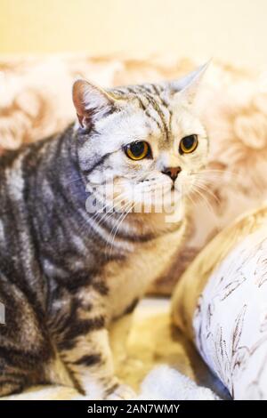 Wunderschöne Britisch Kurzhaar Katze auf einem braunen Hintergrund. Stockfoto