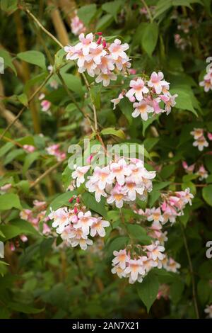 Kolkwitzia amabilis in Blüte in einem Englischen Garten im Mai Stockfoto