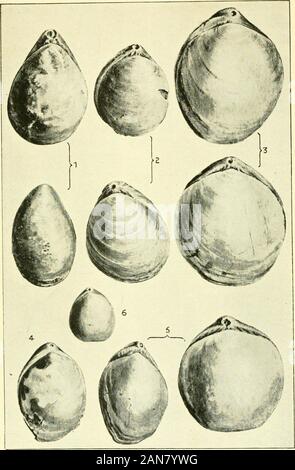 Transaktionen und Verfahren des neuseeländischen Institut. Neue tertiären Shells. - Hutton. Trans. N.Z. Inst., Bd. XXXVII. PI. XLV.. Tertiäre BRAGHIOPODA. - Hutton. I2 - P1. Trans. N.Z. Inst. Vol. XXXVII. PI-XLV 1. Stockfoto