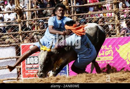 Madurai, Indien. 16 Jan, 2020. Indischen Teilnehmer versuchen, ein Stier an den jährlichen Stier zähmen das Ereignis 'Jallikattu' in Avaniyapuram Dorf am Stadtrand von Madurai, Tamil Nadu, Indien, Jan. 16, 2020 zu steuern. Credit: Str/Xinhua/Alamy leben Nachrichten Stockfoto