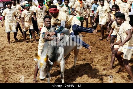 Madurai, Indien. 16 Jan, 2020. Indischen Teilnehmer versuchen, ein Stier an den jährlichen Stier zähmen das Ereignis 'Jallikattu' in Avaniyapuram Dorf am Stadtrand von Madurai, Tamil Nadu, Indien, Jan. 16, 2020 zu steuern. Credit: Str/Xinhua/Alamy leben Nachrichten Stockfoto