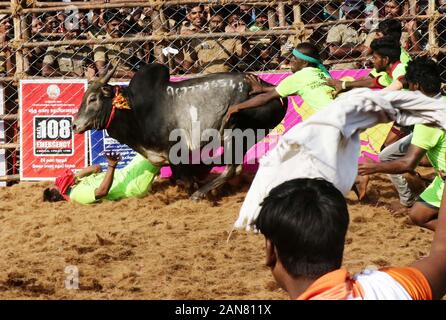 Madurai, Indien. 16 Jan, 2020. Indischen Teilnehmer versuchen, ein Stier an den jährlichen Stier zähmen das Ereignis 'Jallikattu' in Avaniyapuram Dorf am Stadtrand von Madurai, Tamil Nadu, Indien, Jan. 16, 2020 zu steuern. Credit: Str/Xinhua/Alamy leben Nachrichten Stockfoto