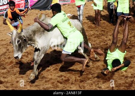 Madurai, Indien. 16 Jan, 2020. Indischen Teilnehmer versuchen, ein Stier an den jährlichen Stier zähmen das Ereignis 'Jallikattu' in Avaniyapuram Dorf am Stadtrand von Madurai, Tamil Nadu, Indien, Jan. 16, 2020 zu steuern. Credit: Str/Xinhua/Alamy leben Nachrichten Stockfoto