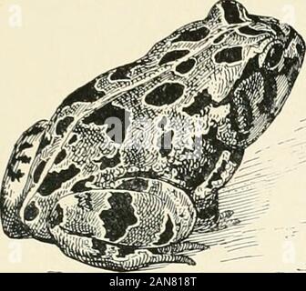 Die Schildkröten, Schlangen, Frösche und andere Reptilien und Amphibien von Neu-england und den Norden. 12. Gemeinsame Baumkröte. Ilyla versicolor. Länge, zwei Zoll; Haut, sehr rauen, grünlich, bläulich oder braun-grau, mit braunen oder schwarzen unregelmäßigen Flecken; gelb unterlegt, das große Runde Pellets in den Punkten der Finger und Zehen. Die laute Rattler von feuchten Frühling Nächte. (41). Stockfoto