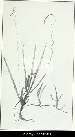 Ontario Sitzungsdiensten Papers, 1913, Nr. 49-113. Text Abb. B. Caddis larva Fliegen. Nach Furneaux, natürliche Größe. Diese Form lebt eine yearor zwei mit seinen Körper in ein Rohr konstruiert der Stöcke, Steine, Muscheln, Gras, etc. Nach dem Schwellen- und das Erreichen der Reife geflügelte Form es lebt ein kurzes Leben, entlang den Ufern, Paarung fliegen, Eier zu legen, und dann verschwinden. Es ist widelydistributed und reichlich vorhanden, wie der Drache Fliege Nymphe. i9i: FEIND ENTEN IN NOmHERN ONTARIO. 13. Abb. 1. Tallisneria spiralis. Ein Drittel der natürlichen Größe reduziert. Auf der rechten Seite, ein Läufer mit zwei junge Pflanzen auf. Es waren tw Stockfoto