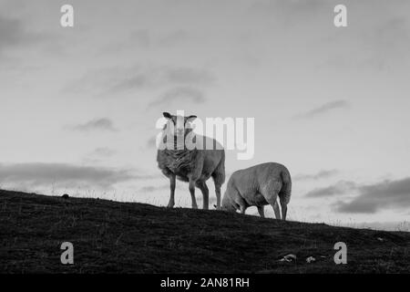 Zwei Schafe stehen auf einem Hügel mit einem Blick auf die Kamera, schwarz-weiß Stockfoto