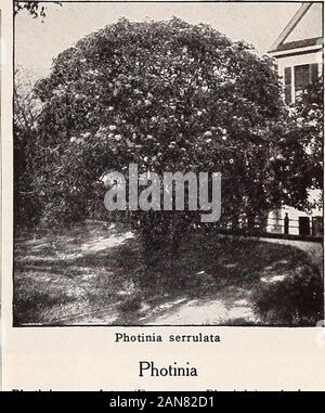 S. JBerckmans Co. Reinweiss, duftenden Blumen. Hardy Süden nur jeder 10 Starke Pflanzen, vom 4-in.-Töpfe So 50 S4 00 Nerium. Oleander Neriums sind alle Hardy in dieser Breite. Sie havealso Erfolgreich entlang der Küste in southernNew Jersey aufgewachsen, aber sollte im Winter geschützt werden. die Preise aller Sorten. Jeder 10 100 20 bis 30 in., stark, vom 4-in.-Töpfe. $ 0 75 15 bis 20 in., vom 4-in.-Töpfe. 50 10 15 in., aus 3 Töpfen. 25 2 Mme. Peyre. Blassen Fleisch; doppelte Corolla. Professor Parlatorre. Rosa; doppelte Corolla. Einzelne weiße. Schwere Züchter; kontinuierliche Bloomer. splendens. Pink, doppelt, beste Stockfoto