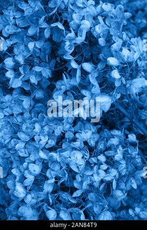Classic blau getönten Schwarz-Weiß-Bild. Moody dunklen Kunst Blumen Foto mit wenig Getrocknete Blüten Hortensien auf einem dunklen trockenen braunen Hintergrund, Winter backdr Stockfoto