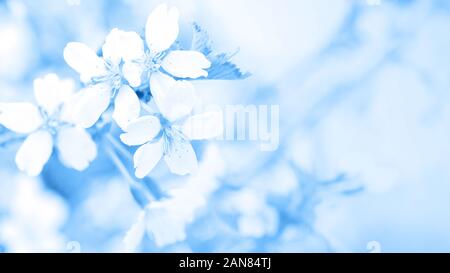 Classic blau getönten Bild. Blumen der Kirschblüte im weichen Licht, sacura mit Bokeh und Filter, floral background. Lange breite Banner Stockfoto