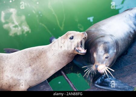 Seelöwen eine gegen die anderen. Stockfoto