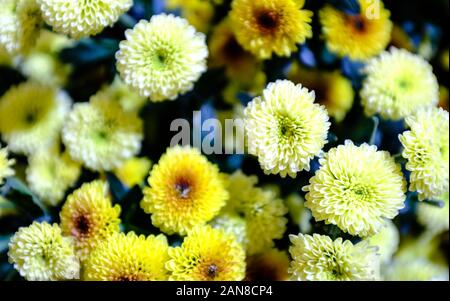 Helle Herbst rosa Farbe chrysantheme Blumen Hintergrund Stockfoto