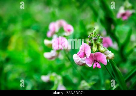 Lathyrus sylvestris, die Flache Erbse oder schmale-leaved Everlasting-pea Blumen auf der grünen Wiese Hintergrund Stockfoto