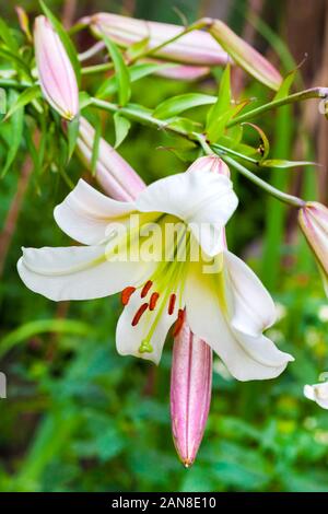 White Lilium Regale (genannt "Das königliche Lilie, Royal Lily, King's Lily, oder Weihnachten Lily) closeup Stockfoto